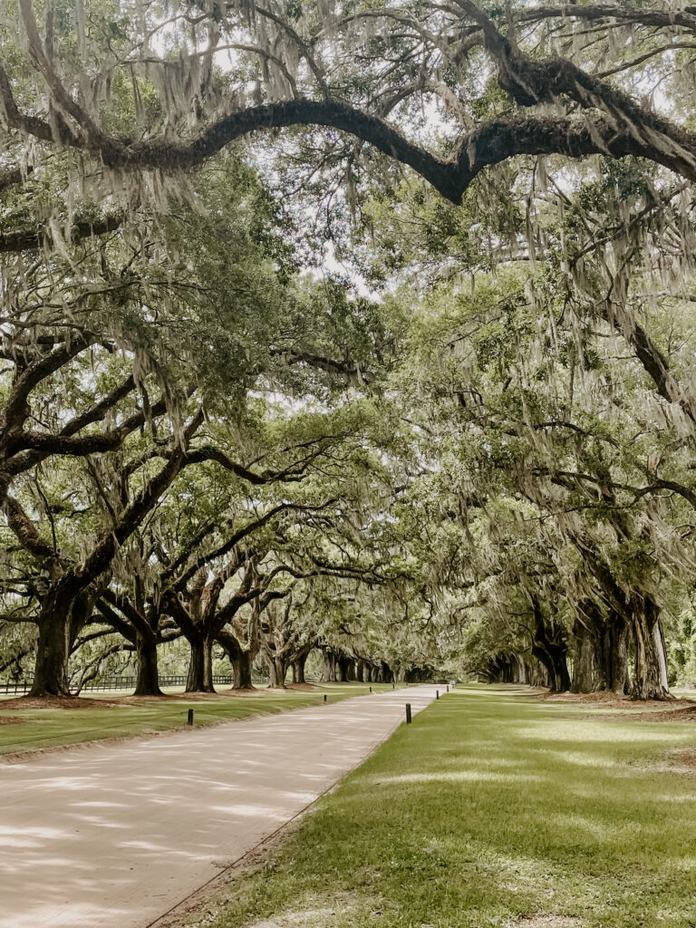 The Iconic Oak Tree Lined Driveway at Boone Hall Planation